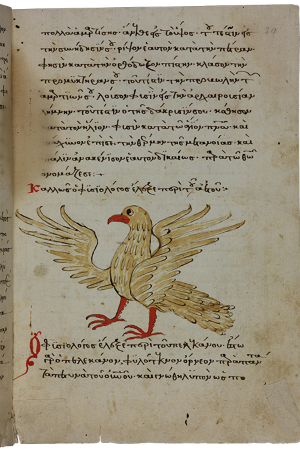 Seite aus einer Handschrift mit Vogel-Illustration, Symbolbild