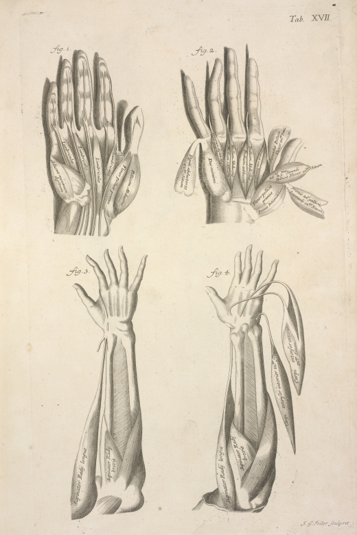 Anatomische Zeichnung von Hand und Unterarm